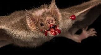 Image result for Scary Vampire Bat Monster