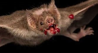 Image result for Scary Vampire Bat Monster