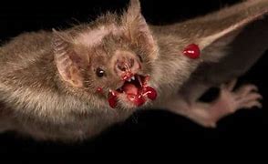 Image result for Vampire Bat Bites Human