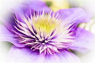 Image result for Purple Clematis with White Stripes