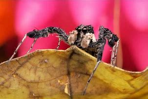 Image result for Biggest Jumping Spider in the World