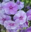 Image result for Phlox stolonifera blue ridge