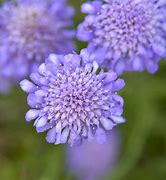 Image result for Scabiosa columbaria Butterfly Blue