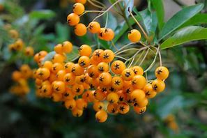 Image result for Pyracantha Plant