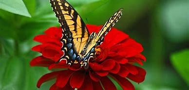 Image result for Nature Butterfly Wallpaper