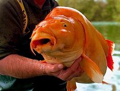 Image result for Biggest Goldfish Ever Found