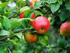 Image result for Apple Leaf