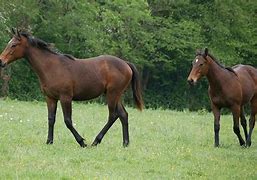 Image result for Horse Breeders