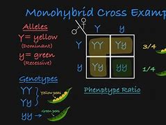 Image result for Monohybrid Cross
