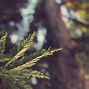 Image result for Nature Wallpaper Widescreen