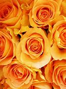 Image result for Yellow-Orange Pink