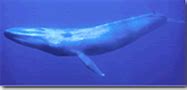 Image result for Blue Whale Tongue