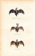 Image result for Vintage Bat Pic