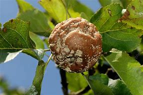 Image result for Apple Brown Rot