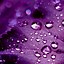 Image result for Purple iPhone Background