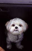 Image result for Pomeranian Shih Tzu Mix