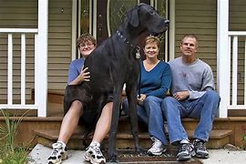 Image result for Largest Dog Great Dane