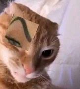 Image result for Sus Cat Eyebrow Meme