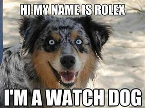 Image result for Hilarious Dog Memes
