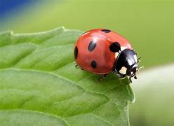Image result for Real Ladybug