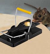 Image result for Mice and Rat Control