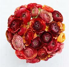 Ranunculus asiaticus Aviv Picotee -café- に対する画像結果