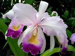 Image result for Colombia National Flower