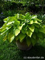 Image result for Hosta Green With Envy