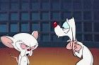 Image result for Pinky and the Brain Sad