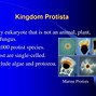 Image result for Human Lotus Pod Skin Disease