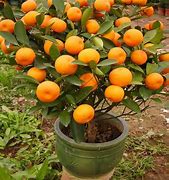 Image result for Ornamental Orange Tree