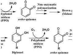 Image result for Enzymatic Browning Reaction