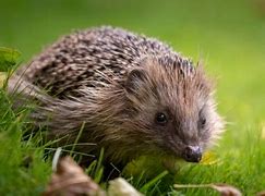 Image result for Are Hedgehogs Rodents