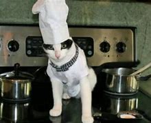 Image result for cooking cats