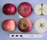 Image result for Discovery Apple