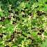 Image result for Geranium phaeum ‘Springtime’