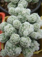 Image result for Campethera maculosa