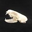 Image result for Coyote Jaw Bone