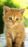 Image result for Chat Mignon