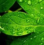 Image result for Green Leaf Wallpaper Design