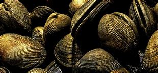 Image result for Coquillage Clovisse