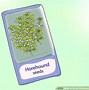 Image result for Horehound Sprouts