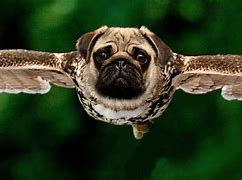 Image result for Pugs with Clouds