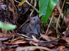 Image result for Small Mammals in Florida