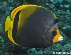 Image result for chaetodon