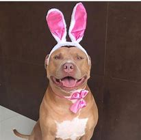 Image result for Cute and Funny Pit Bulls