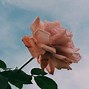 Image result for Cute Picters of Roses
