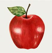 Image result for Different Fruit Drawing Apple