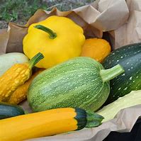 Image result for Are All Squash Edible