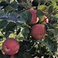 Image result for Virginia Apple Trees